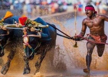 The Bolt of buffalo? Indian jockey's record wins national praise