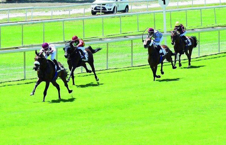 QREC keen on promoting horse racing in Qatar