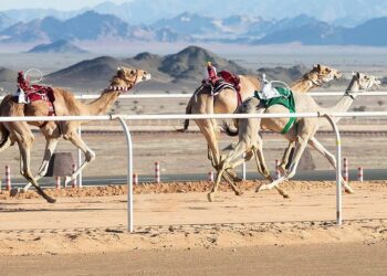 Al Shahaniya camels claim historic first titles at King Abdulaziz Camel Racing Cup